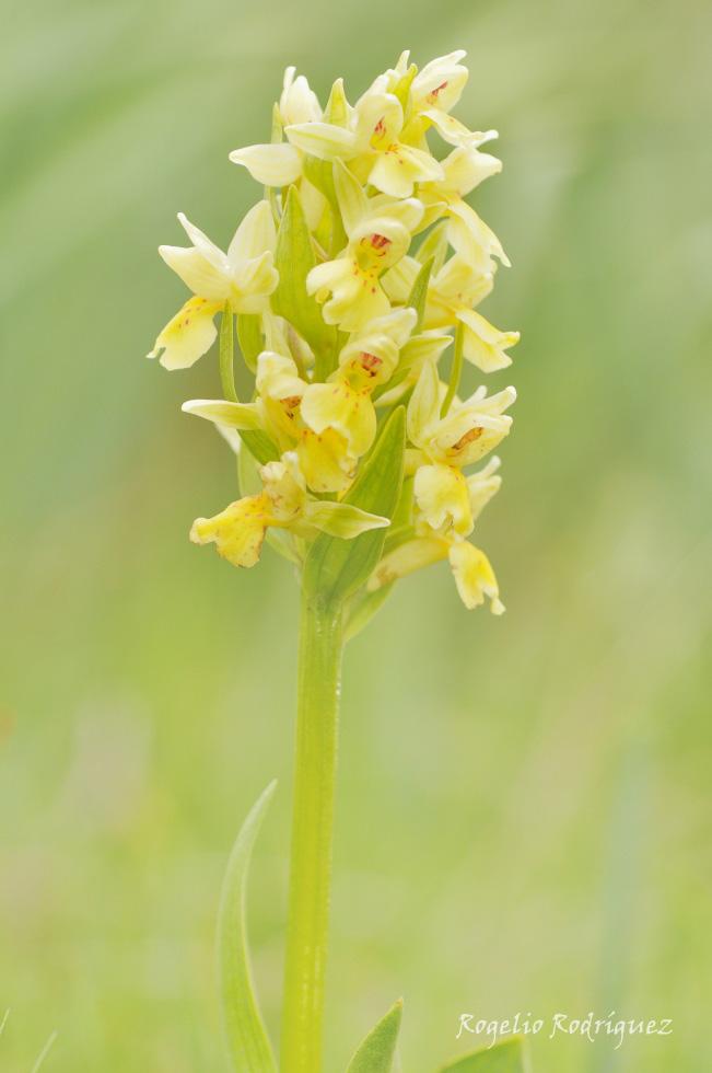 Dactylorhiza sambucina variedad amarilla. Se encuentra en praderas a plena luz. Huele suavemente a sauco